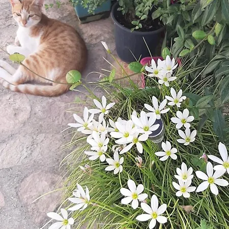 펜션 Luxury Dennis Sarandë